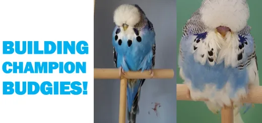 The Competitive World of Exhibition Budgerigars Breeding, Training & Show Preparation Explained Thumbnail