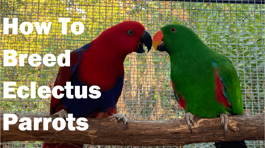 BREEDING ECLECTUS PARROTS BASIC CRITICAL INFORMATION By Laurella Desborough