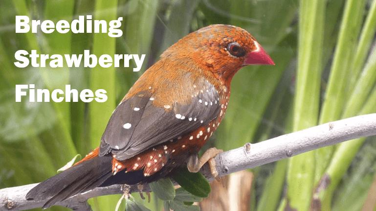 Breeding Strawberry Finches