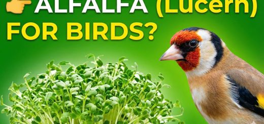 Can Birds Eat Alfalfa (Lucerne) Benefits, Safety & How to Feed It to Pet & Wild Birds