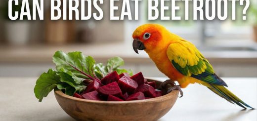Can Birds Eat Beetroot Nutrition, Safety, Preparation & Recipes