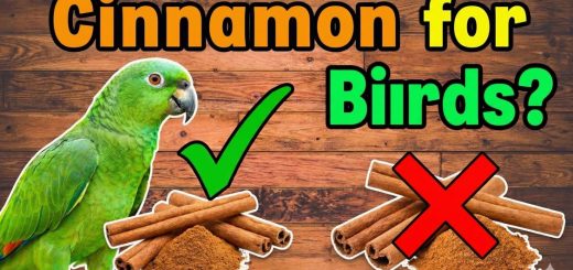 Can Birds Eat Cinnamon (Ceylon vs Cassia) Safe Uses, Benefits & Feeding Guide