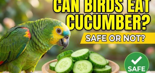 Can Birds Eat Cucumber Safe Serving Guide for Pet & Wild Birds