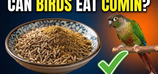 Can Birds Eat Cumin Benefits, Risks & Safe Feeding Guide for Pet & Wild Birds
