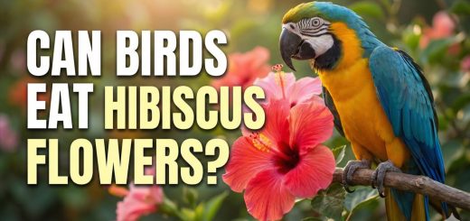 Can Birds Eat Hibiscus Flowers Safe Feeding, Nutrition & Recipes