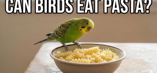 Can Birds Eat Pasta Noodles Cooked vs Raw, Safety, Benefits & Recipes