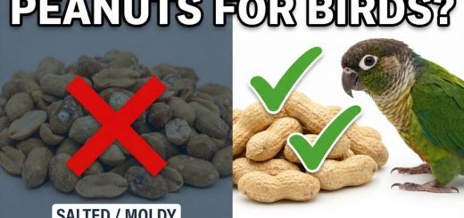 Can Birds Eat Peanuts Safe or Dangerous (How to Serve Them Correctly)