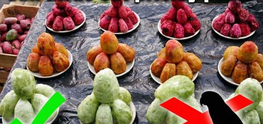 Can Birds Eat Prickly Pear Safe or Dangerous for Pet & Wild Birds