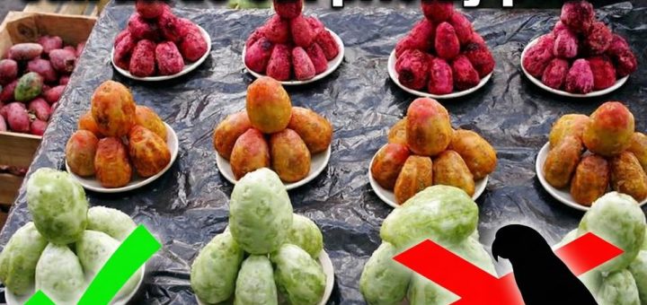 Can Birds Eat Prickly Pear Safe or Dangerous for Pet & Wild Birds