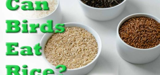 Can Birds Eat Rice Cooked or Uncooked The Complete Guide for Pet & Wild Birds