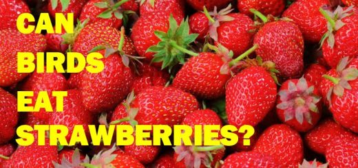 Can Birds Eat Strawberries Safety, Benefits, Risks & How to Serve Them Correctly