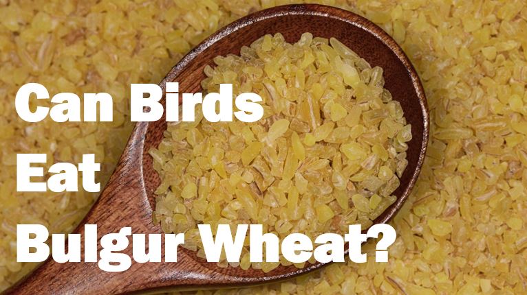 Can Birds eat Bulgur wheat
