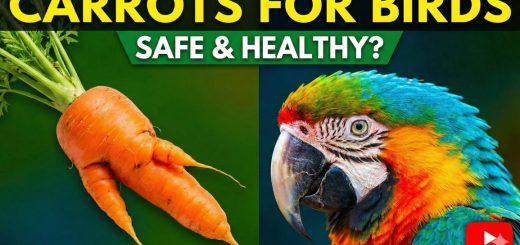 Can Parrots Eat Carrots Safe for Budgies, Cockatiels, Lovebirds & More Thumbnail