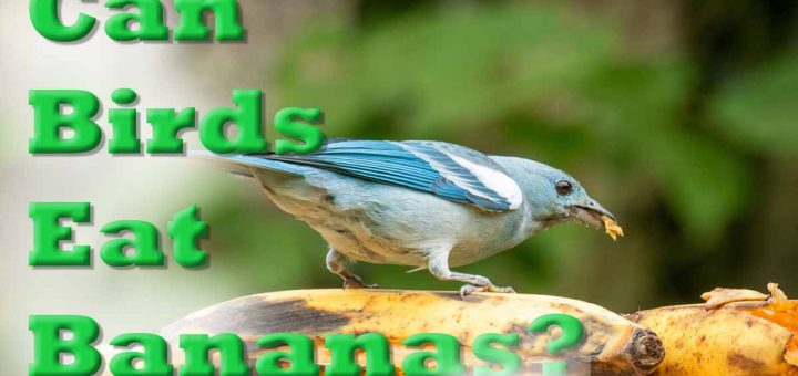 Can birds eat bananas