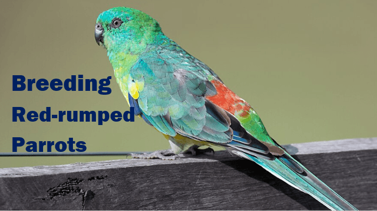 Everything You Need to Know About Breeding Red-Rumped Parrots