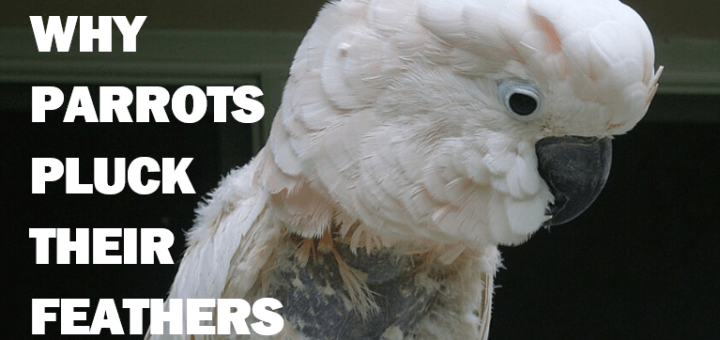 Feather Plucking in Parrots Explained Causes & Solutions with Tony Silva + Enrichment Guide thumbnail