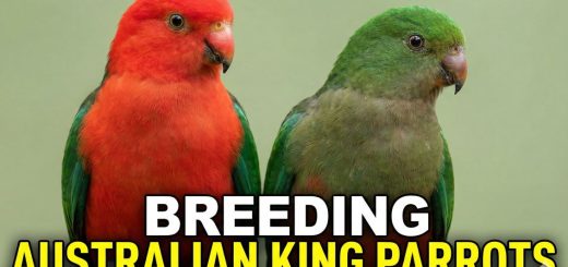 How to Breed Australian King Parrots Complete Aviculture & Mutation Guide Alisterus scapularis