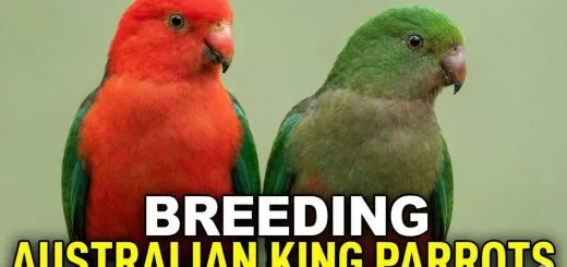How to Breed Australian King Parrots Complete Aviculture & Mutation Guide Alisterus scapularis