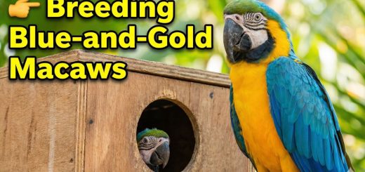 How to Breed Blue-and-Gold Macaws Ara ararauna Aviculture, Nesting, Diet