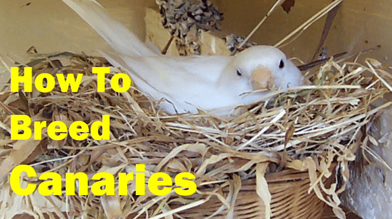 How to Breed Canaries Successfully Complete Beginner’s Guide