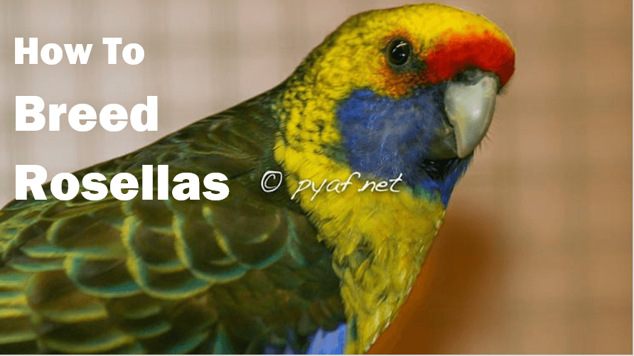 How to Breed Rosellas Expert Tips for Healthy & Happy Parrots