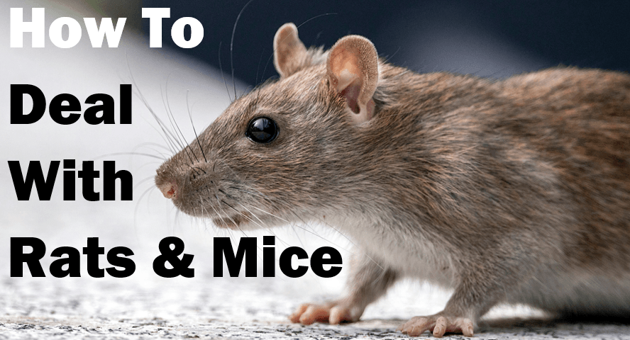 How to Keep Rats & Mice Out of Aviaries Protecting Your Birds