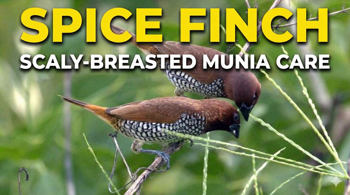 Keeping & Breeding Spice Finches (Scaly-Breasted Munia) – Complete Aviculture Guide