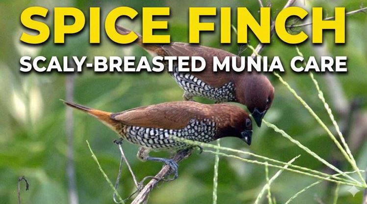 Spice Finch (Scaly-breasted Munia) Complete Guide