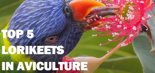 Breeding Lorries and Lorikeets
