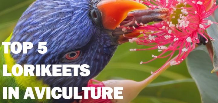 Breeding Lorries and Lorikeets